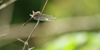 一只蜻蜓，它的身体是绿色的，有着薄薄的透明的翅膀，背景是模糊的绿色叶子