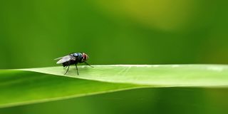 一只苍蝇，它的身体是墨绿色的，微微有光泽，有着薄薄的透明的翅膀，背景是模糊的绿色叶子