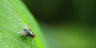 一只苍蝇，它的身体是墨绿色的，微微有光泽，有着薄薄的透明的翅膀，背景是模糊的绿色叶子
