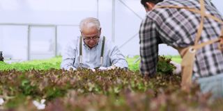 亚洲农民检查温室水培农场的质量在水培系统农场中种植绿色新鲜蔬菜，检查有机蔬菜产品的质量