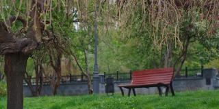 城市公园的景色与惊人的树枝盛开对着木凳。