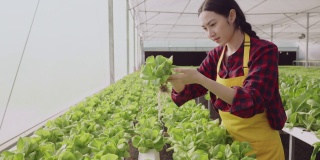 幸福亚洲女性围裙农场有机业主检查条件和质量控制与片剂植物应用新鲜蔬菜植物在水培无水农场温室