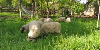 春天，花园里的草很绿，很新鲜，只有一些垂涎欲滴的羊才想吃