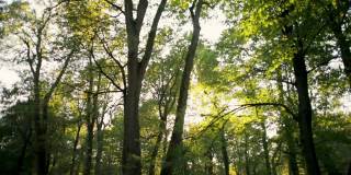 在秋天的森林中，阳光闪耀穿过树木