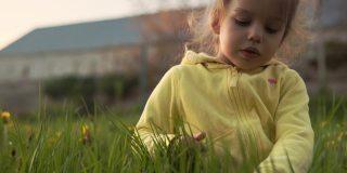 真正可爱的学龄前小女孩在黄灰色收集蒲公英花在公园的草地上在春天的日落。太阳升起时，孩子在大自然中玩耍。童年，父母，家庭，生活方式的概念