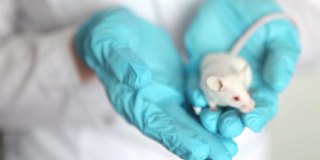一个戴着蓝色橡胶手套的科学家手里拿着一只红眼睛的小白鼠。
