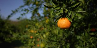 橘子果园中的有机橘子树。