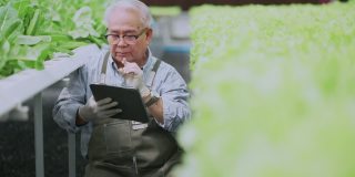 老年老年亚洲男性老年男子农场有机业主检查条件和质量控制与片剂植物应用新鲜蔬菜植物在水培无水农场温室