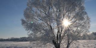 阳光明媚的霜冻冬日。太阳透过一棵结满白霜的大树的树枝照进来