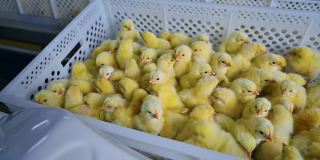 养鸡场的盒子里的小鸡。塑料容器里有许多黄色的新生小鸡。鸡肉工厂在室内