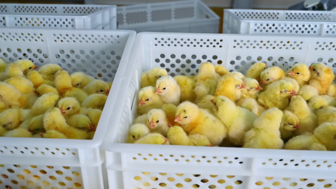 家禽农场的盒子里的小鸡。可爱的黄色鸡在塑料容器里。养鸡厂里毛茸茸的小鸡