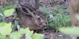 野兔坐在灌木丛里，特写镜头，灰兔坐在森林里