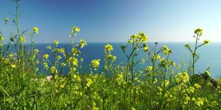 黄色的野花在微风中摇曳，背景是蓝色的海水。近距离观察，选择性聚焦。明亮清新的春天。没有人。永无止境的自然之美