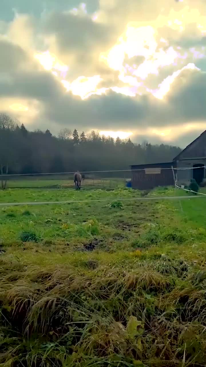 在田野里的马的缓慢视频