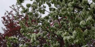 在有风的春天，一棵开着白色和粉红色花朵的树对着天空。阴暗的天气。