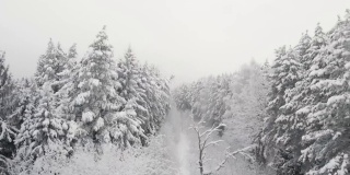 白雪覆盖的森林在下午与雾射在圣诞宝座上