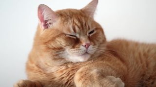 姜猫眨眨眼，舔舔嘴唇，特写，选择性聚焦。慢动作视频素材模板下载