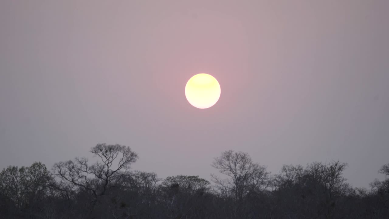 日落时分的亚马逊森林视频