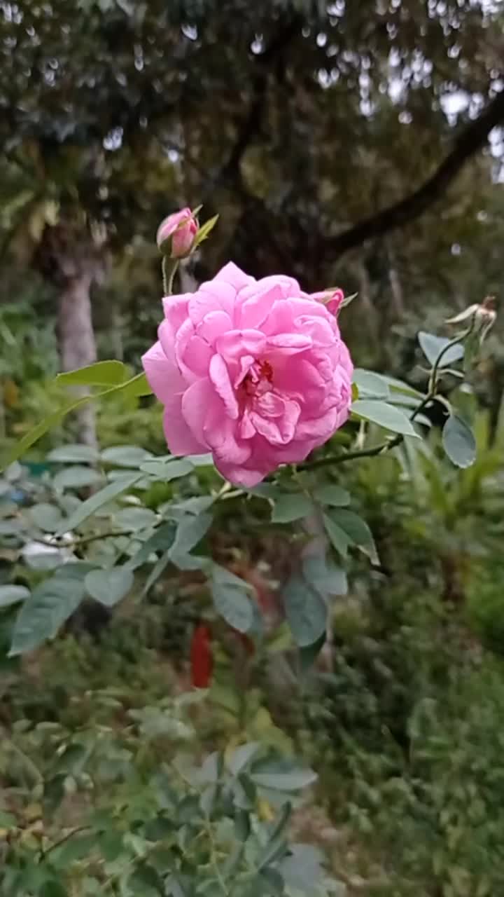 粉红色的玫瑰在雨天绽放