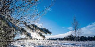 冬天的森林。阳光穿过云杉树枝。绿色的冷杉和树木。大量的雪。整个地球被雪覆盖着。树枝上的雪。雪是明亮的。hyperlapse