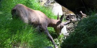 岩羚羊在夏天吃草。