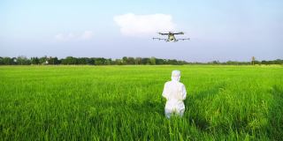 科学家们正在稻田里驾驶无人机进行科学实验。