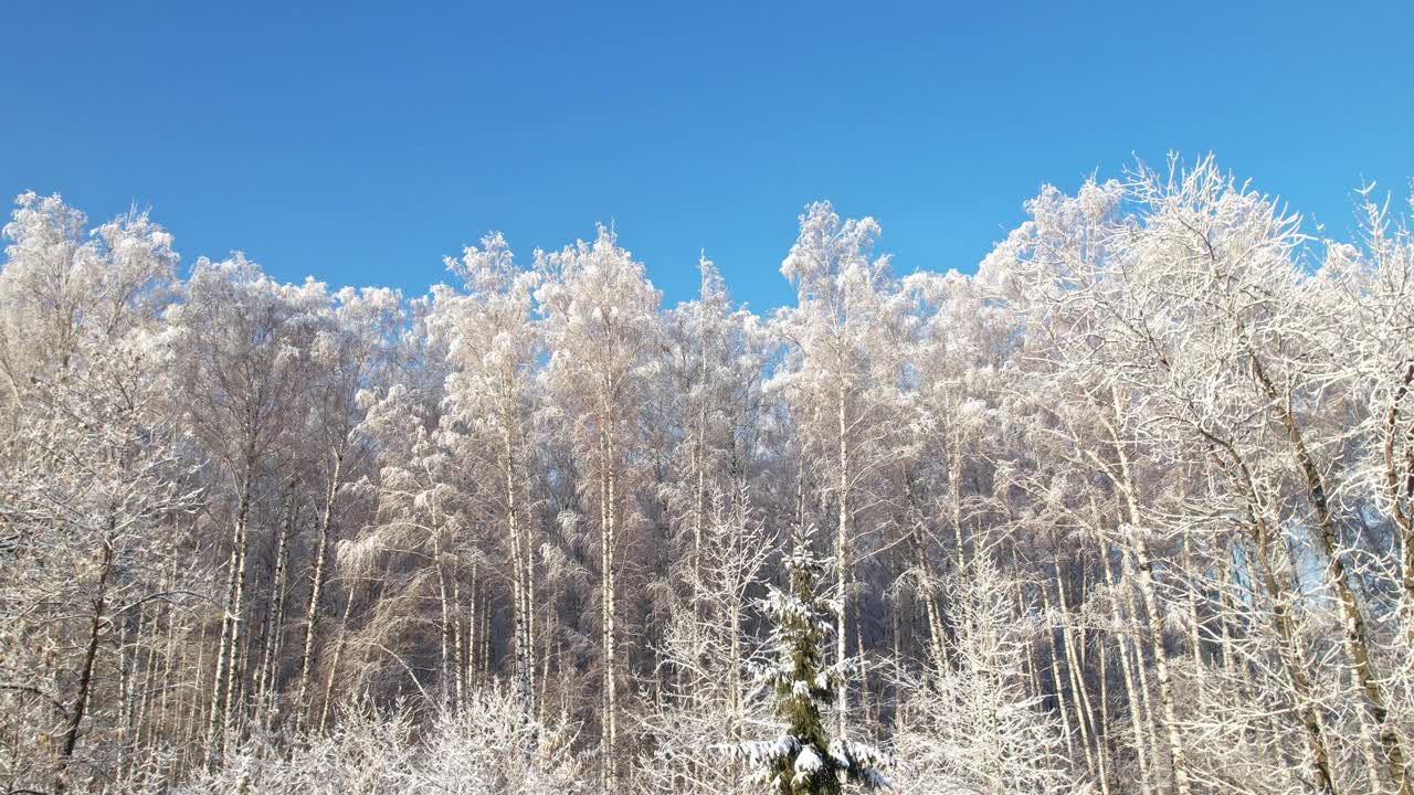 白雪覆盖的落叶树木。