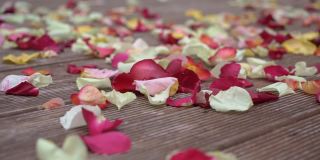 玫瑰花瓣散落在地板上。木板，花瓣-红色，粉红色和白色