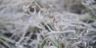 冬天地面结霜，植物丛生。