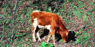 小牛在乡间独自吃草。他在秋天的森林里吃草。