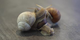 蜗牛是一种陆地蜗牛。勃艮第蜗牛在地上滑行。食用食用蜗牛。越来越多的蜗牛