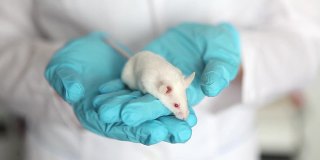戴着蓝色橡胶手套的科学家手里拿着一只红眼睛的小白鼠。
