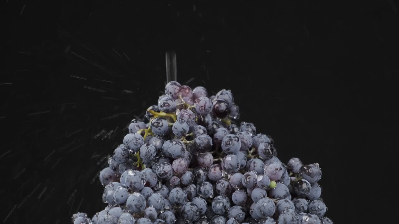 一股水流落在一堆葡萄上。落下的水，飞溅和水滴在黑色的背景上。孤立的