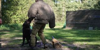 强壮的黑色德国牧羊犬拿着防护服的袖子和牙齿，白人男子在户外慢动作训练狗。训练中心的警犬攻击罪犯。