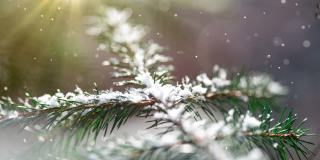 圣诞贺卡杉木枝(循环4k) -雪与闪光效果。