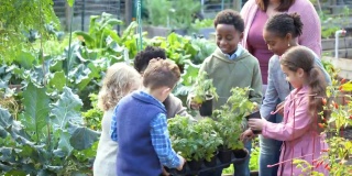 大人带着孩子，在社区花园种植