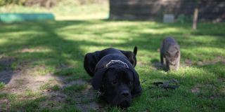 黑色的小狗吠叫，摇尾巴，推开公园里路过的猫。Cane Corso躺在绿色的草地上，望着别处等待食物。犬和猫的概念。