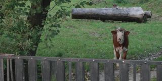 在一片绿色森林的边缘，一头牛站在一扇紧闭的木门前，惊奇地看着它前面的东西