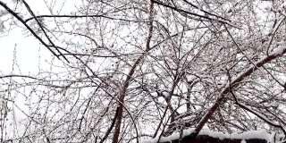 慢动作的雪花从天空飘落。看下面有雪的树枝