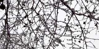 慢动作的雪花从天空飘落。看下面的树枝和权力linÐµs与雪