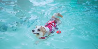 威尔士柯基游泳在游泳池，狗游泳在游泳池的高角度视图