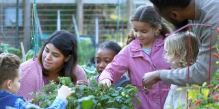 孩子们在社区花园学习植物
