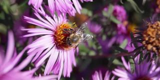 蜜蜂(lat。Anthophila)从多年生紫菀的花中采集花蜜和花粉。秋天