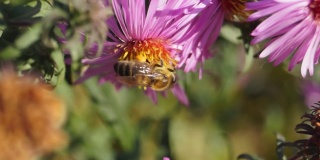 蜜蜂(lat。Anthophila)从多年生紫菀的花中采集花蜜和花粉。秋天