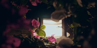 太阳能花园灯。低矮的花园灯笼在夜晚闪闪发光，突出了花园里美丽的粉红色三角梅花
