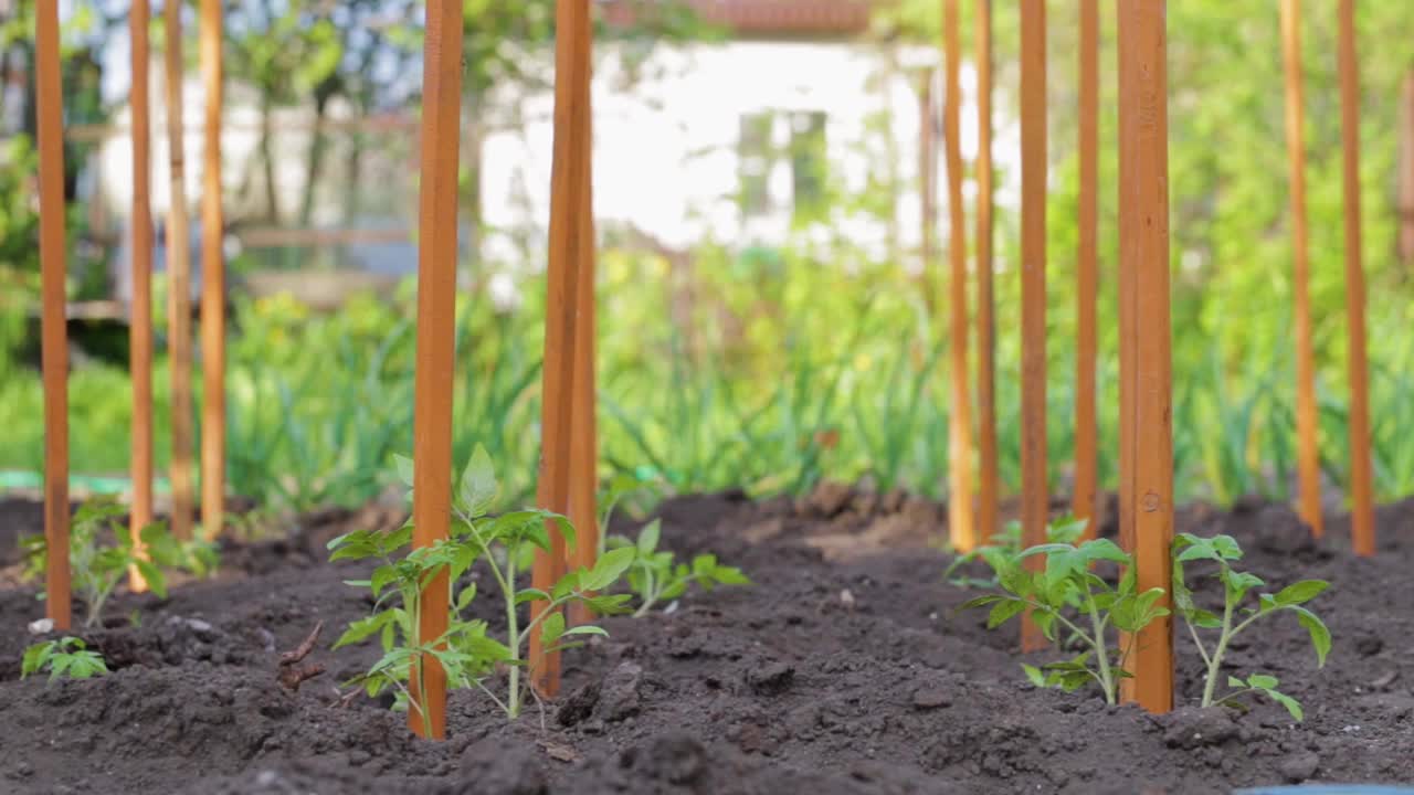 青苗蔬菜栽培番茄，种植后在地栽培。有机培育天然产品。农业。季节处理乡村土壤。