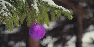 紫色的圣诞树球挂在白雪覆盖的户外云杉树枝上