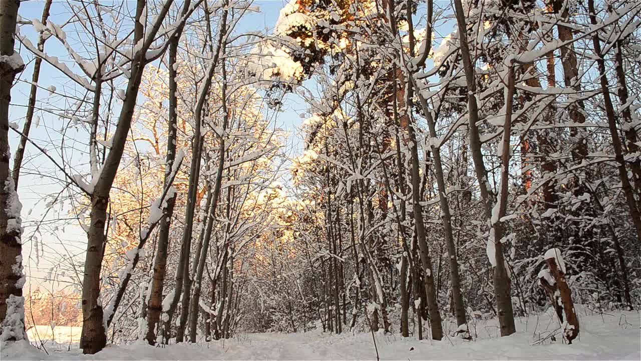 雪从树顶落下，融化时在森林里覆盖了一层白色的雪