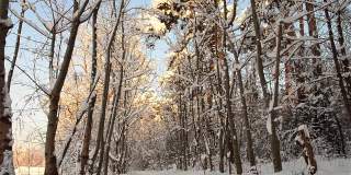 雪从树顶落下，融化时在森林里覆盖了一层白色的雪