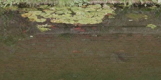 在绿色的水中游泳的橙色的鱼，反射出一堵砖墙